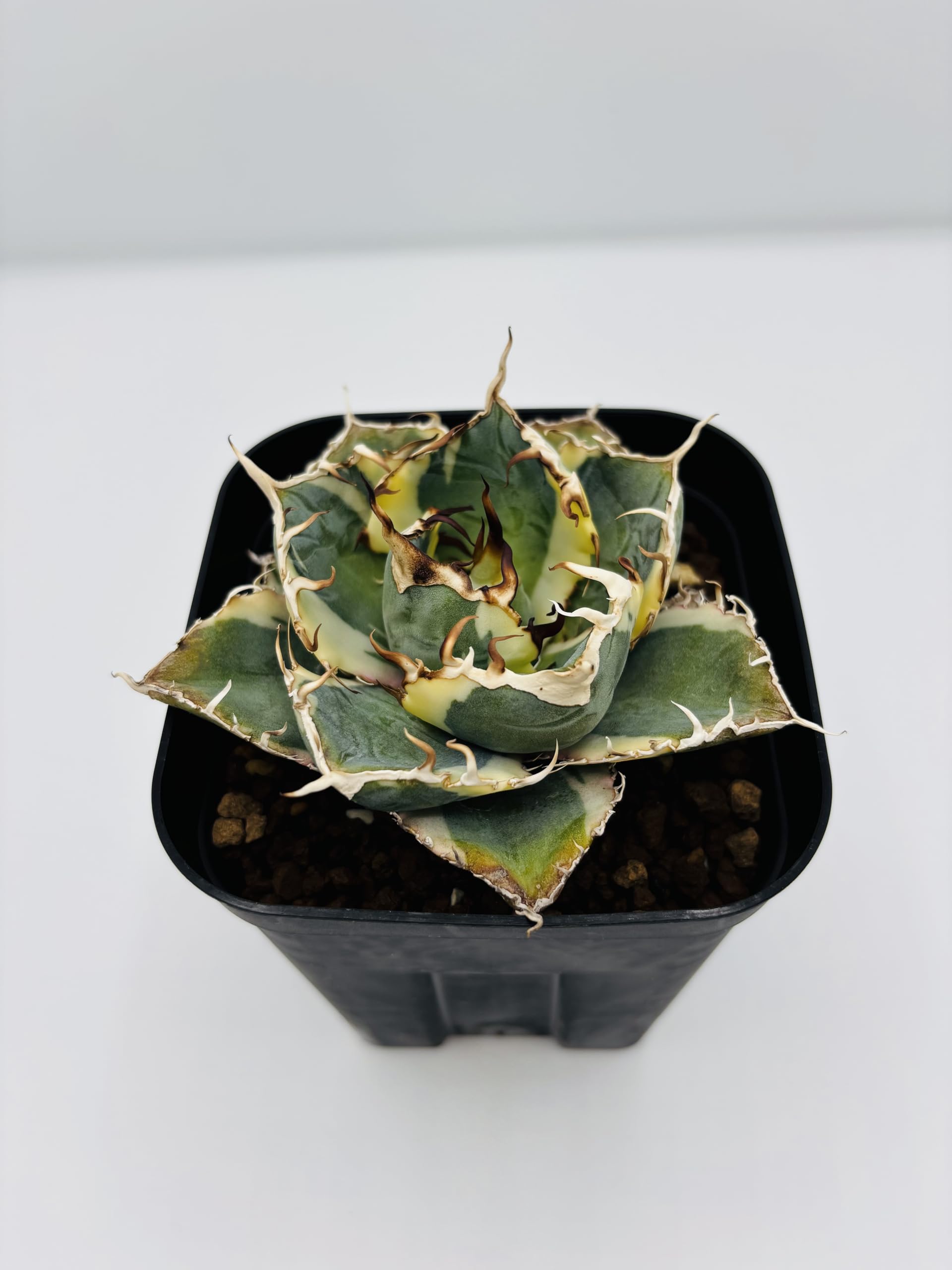 Amazon｜アガベ チタノタ 白鯨 (ハクゲイ)/ Agave titanota 'White